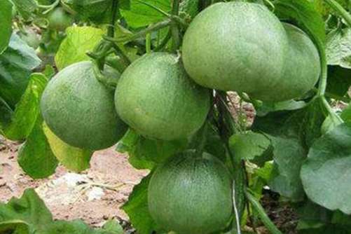 甜瓜的热量有多高？ 甜瓜热量最简单的方法介绍