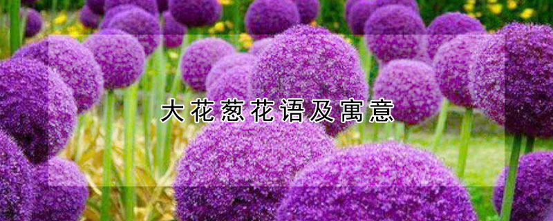 大花葱花语及寓意