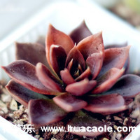 多肉里的贵族—黑王子多肉怎么养