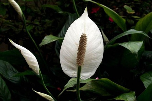 白鹤芋的花语是什么？