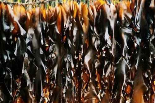 海带能减肥吗？惊呆了！海带的好处居然这么多