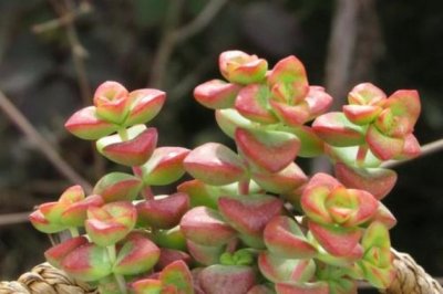 多肉钱串子怎么养爆盆？