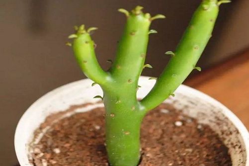 光棍树怎么养？光棍树植物界里的“单身狗"