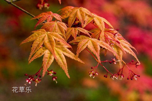 形如鸡爪,红叶如花的鸡爪槭价格贵吗？鸡爪槭图片欣赏