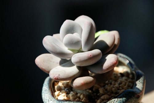 稻田姬怎么养,稻田姬多肉貌比小潘西，圆润 美轮美奂