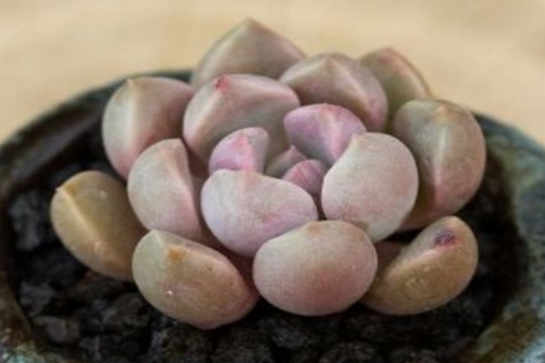 鹅卵石多肉的养殖，用下面的方法叶片圆润光泽，让你爱不释手