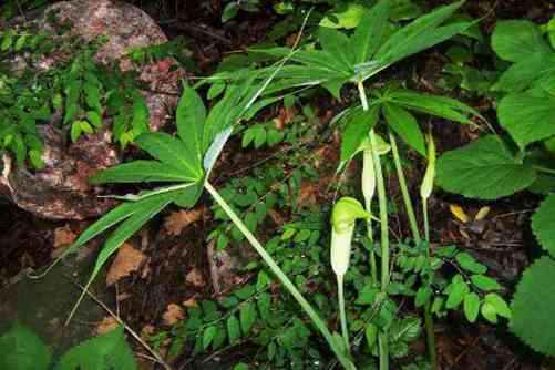 天南星有毒吗，天南星的毒会让人窒息