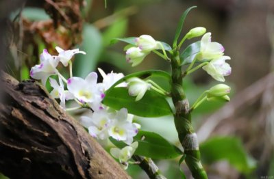 石斛怎么养殖的方法