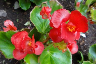 四季秋海棠的养殖方法和注意事项