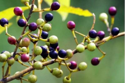 山苍子的功效与作用