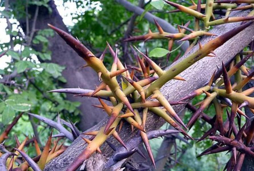 皂角刺的功效，神奇的皂角刺居然还有这些作用