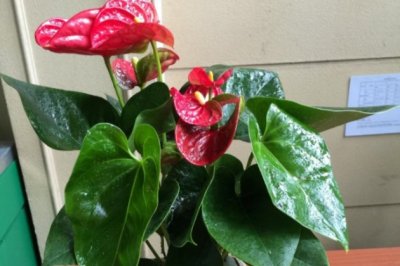 红掌怎么养家庭养法