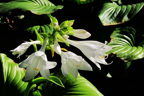 耐阴植物有哪些，这八种耐阴植物好看又好养