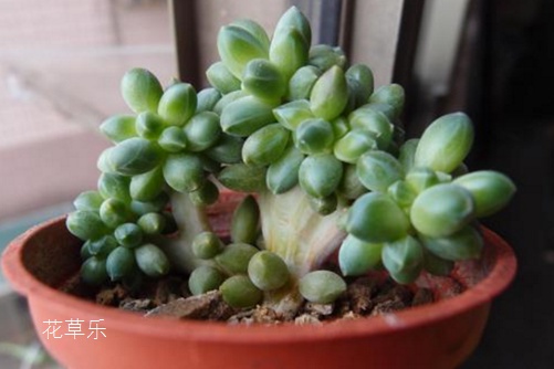 你的千代田之松缀化了吗？怎么让千代田之松安全度夏