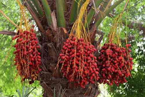 海枣树果实的吃法你知道吗？海枣树 穷人的食物，富人的糖果