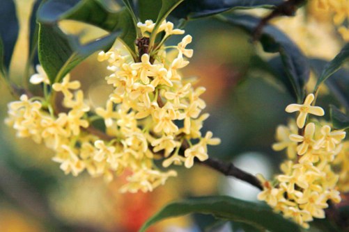 桂花图片 清凉初秋，品一抹桂花馨香