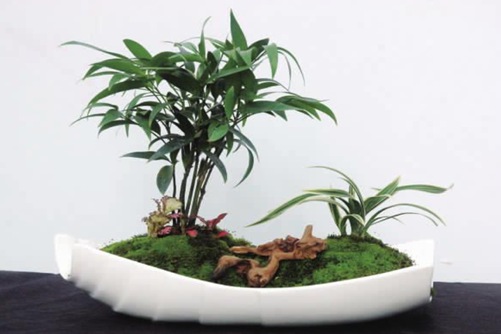 竹柏有毒吗？竹柏的功效与作用介绍