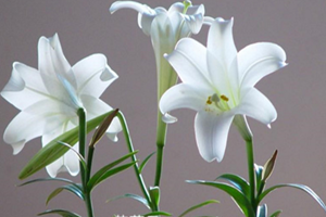 十二星座之摩羯座的花语：水仙、满天星