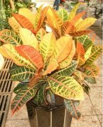 植物界的变色龙变叶木的花语