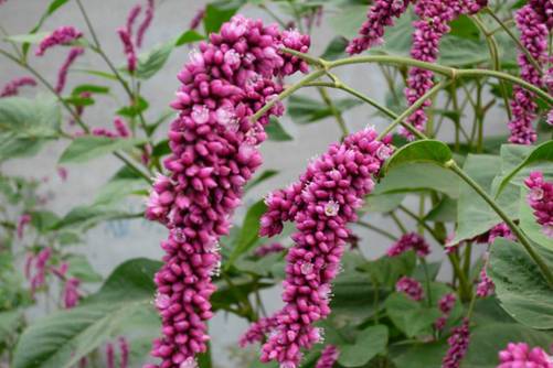 水蓼功效与作用，水蓼能解毒、祛风止痒价格也不贵