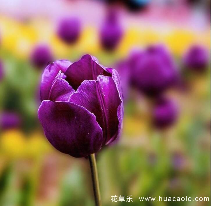 郁金香怎么养 郁金香种类及图片汇总大全