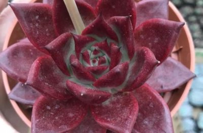 多肉植物血罗怎么养