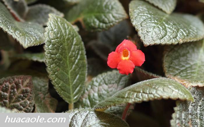 喜荫花图片，一年四季都开花的喜荫花漂亮吗