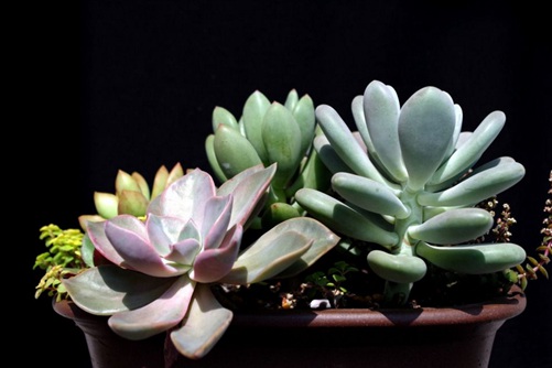 多肉怎么施肥 原来多肉要这样施肥,才会越长越靓