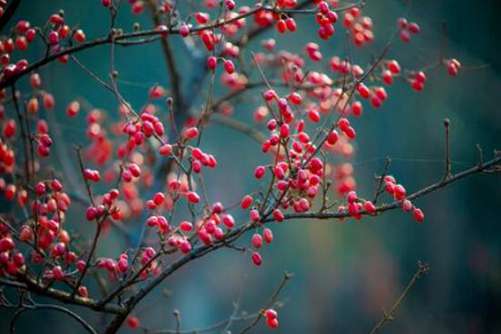 山茱萸图片 遥知兄弟登高处，遍插茱萸少一人