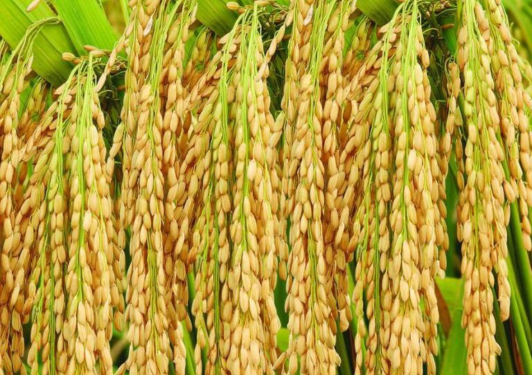 东北水稻图片，雨过山村六月凉，田田流水稻花香