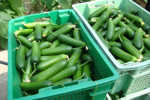 黄瓜的无土栽培技术，这样栽培黄瓜高产而且脆又甜