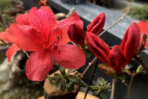 杜鹃花真的很难养？杜鹃花这样养，年年花开满盆