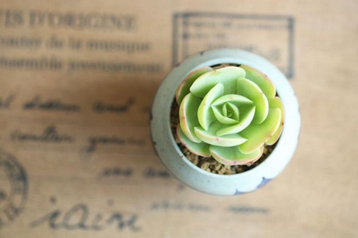 碧桃多肉的养殖方法,碧桃多肉为何颜值不高却总让人爱不释手