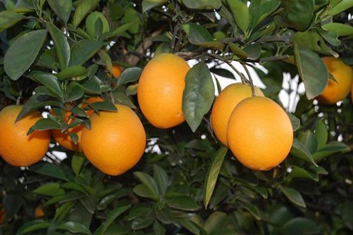橙子树怎样修剪，橙子树种植做好这5点就会硕果累累