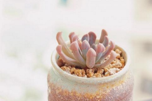 丘比特多肉养殖方法 丘比特多肉怎么养才能出好状态？