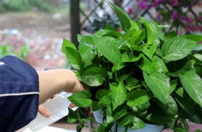 室内绿萝怎么养