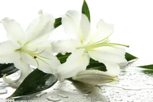 送百合花代表什么？各种颜色的百合花各代表什么