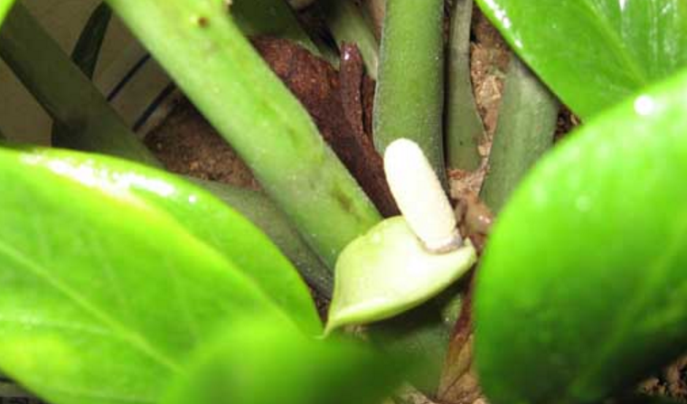 招财进宝、荣华富贵：金钱树花语