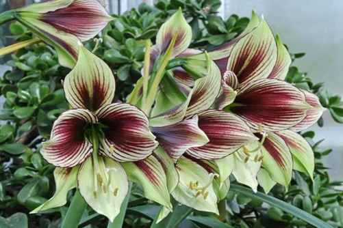 朱顶红的养殖方法和注意事项， 这样养花又大又鲜艳