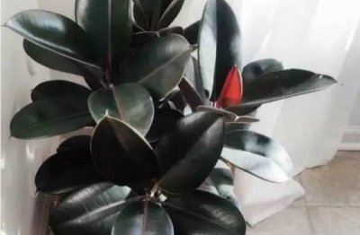 橡皮树盆栽的养殖方法