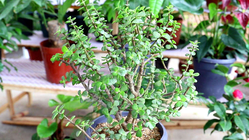 金枝玉叶花语是什么