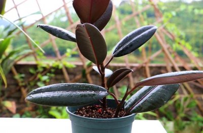 橡皮树怎么养得好