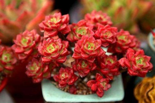 适合新手养的多肉品种，这些多肉植物想养死它们都很难