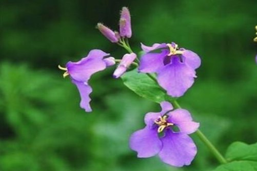 二月兰的养殖方法和注意事项，笑对春风二月兰