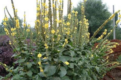 毛蕊花功效与作用 毛蕊花能清热解毒，止血散瘀