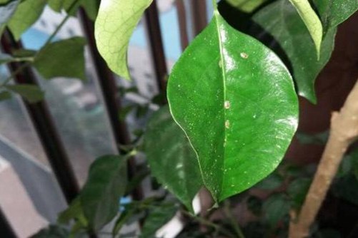 幸福树长虫子怎么办？幸福树病虫灾害的防治介绍