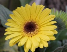 花语大全：非洲菊花语是什么？