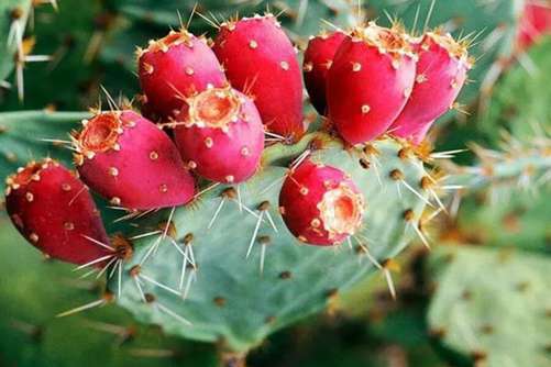 仙人掌有叶子吗？原来它就是仙人掌叶子