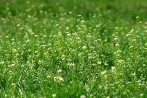 地菜的养殖方法，别再到处挖地菜了，自己种点方法简单