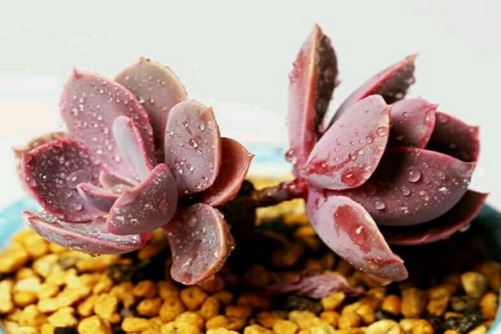 紫丁香多肉怎么养,多肉紫丁香这样养护芬芳又漂亮